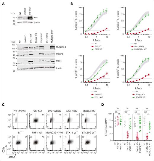 Knock-out (KO) of FHL-associated genes in mouse CTLs and complementation of their function with human WT orthologues. (A) Validation of single guide RNA for each FHL gene: western immunoblots, performed under reducing conditions, show the loss of endogenous mouse protein expression following CRISPR/Cas9 gene KO, and the expression of human WT orthologues in these cells. β-actin is shown as loading control. The residual protein levels compared to NT control were (mean ± SEM): Munc13-4 - 8.8±1.3% (n = 10); Stxbp2 – 9.7% ± 1.8% (n = 6); Stx11 – 8.1% ± 3.6% (n = 5). (B) Gene KO–dependent reduction in CTL cytotoxicity and its restoration by human WT orthologues, measured by 51Cr-release from antigenic SIINFEKL peptide-pulsed EL4 target cells at indicated effector to target cell (E:T) ratios. Each value shown represents mean ± SEM of the following number of independent experiments: Prf1 KO and PRF1 WT, N = 10; Unc13d KO and UNC13D WT, N = 27; Stx11 KO and STX11 WT, N = 9; Stxbp2 KO and STXBP2 WT, N = 17. Shaded area represents the NT guide RNA (NT) control retrovirally transduced with empty MSCV GFP vector from N = 43 independent experiments (95% confidence interval is shaded gray), with the average value shown as a solid line. The levels of WT protein overexpression were (mean ± SEM): MUNC13-4 - 2.0 ± 1.0 (n = 6), STXBP2 – 3.3 ± 0.4 (n = 6), and STX11 – 4.2 ± 1.0 (n = 5). (C) Severely reduced degranulation in KO cells compared to NT control and restoration by human WT orthologues, using the same target cells as in panel B and measured as the externalization of LAMP-1/CD107a. (D) Summary of independent degranulation experiments: NT, Prf1 KO and PRF1 WT, N = 8; NT, Stx11 KO and STX11 WT, N = 10; NT, Unc13d KO and UNC13D WT, N = 12; NT, Stxbp2 KO and STXBP2 WT, N = 12. The results were analyzed using 1-way ANOVA; “ns” indicates no statistical difference, ∗∗ indicates P < .01, ∗∗∗ indicates P < .001, and ∗∗∗∗ indicates P < .0001. ANOVA, analysis of variance; GFP, green fluorescent protein; SEM, standard error of the mean.
