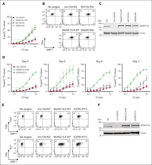 Functional properties of MUNC13-4 mutants identified in case #1 (P6) and #2 (P11) and reconstituted in Unc13d KO mouse CTLs. (A) 51Cr-release assay using murine CTLs (as described in Figure 2) was conducted on day 4 of activation and shows ablated activity of G863D-MUNC13-4 and WT levels of cytotoxicity of R411Q-MUNC13-4 identified in case #1. Shown is mean ± SEM of N = 4 independent experiments. (B) Degranulation assay of case #1 MUNC13-4 mutations, as measured by LAMP-1/CD107a externalization. The degranulation levels mirror the cytotoxicity levels shown in panel A. SIINFEKL peptide-pulsed EL4 cells were used as targets. (C) Western immunoblot, performed under reducing conditions, showing endogenous mouse Munc13-4 protein expression, its level after CRISPR/Cas9 KO, and the overexpression of human WT-MUNC13-4 and R411Q-MUNC13-4, and G863D-MUNC13-4. β-actin is shown as loading control. (D) The effect of case #2 mutation E379K-MUNC13-4 on mouse Unc13d KO CTLs was assessed using 51Cr-release assay on days 4, 5, 6 and 7 of cell activation, using SIINFEKL peptide-pulsed EL4 target cells, at indicated E:T ratios. Each value shown represents mean ± SEM of N = 4 (for day 4), N = 2 (for day 5), N = 3 (for day 6) and N = 3 (for day 7) independent experiments. (E) Degranulation assay, as measured by LAMP-1/CD107a externalization of Unc13d deficient mouse CTLs transduced with E379K-MUNC13-4, using SIINFEKL peptide-pulsed EL4 target cells. (F) Western immunoblotting, performed on day 7 cells under reducing conditions, shows endogenous mouse Munc13-4 and the recombinant human WT-MUNC13-4 and E379K-MUNC13-4 protein expression; shown is 1 out of 5 independent experiments. E379K-MUNC13-4 expression level was 69% ± 11% compared to WT-MUNC13-4 (SEM of N = 5 independent experiments; P = .06, paired t test). β-actin is shown as loading control. SEM, standard error of the mean.