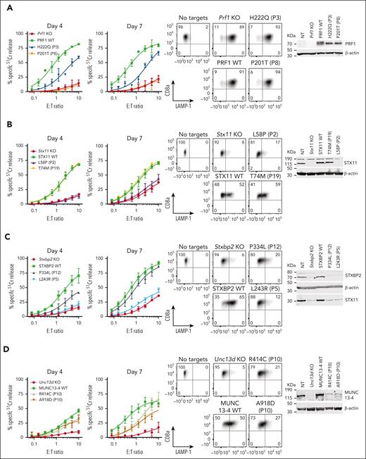 Effect of selected missense mutations in four FHL-associated genes expressed in mouse CTLs with endogenous orthologues knocked out. Cytotoxicity, degranulation, and protein expression data for PRF1: mutations from P3 and P8 from N = 2 independent experiments (see supplemental Figure 9 for additional data) (A), STX11: mutations from P2 and P19 from N = 2 independent experiments (B), STXBP2: mutations from P5 and P12 from N = 3 independent experiments (C), and UNC13D: compound heterozygous mutations from P10 from N = 3 independent experiments (D). 51Cr-release cytotoxicity assay was conducted on days 4 and 7 post activation using SIINFEKL peptide-pulsed EL4 target cells at indicated E:T ratios and represent mean ± SEM. Degranulation is measured by LAMP-1/CD107a externalization on effector cells on day 7 using SIINFEKL peptide-pulsed EL4 target cells. Western immunoblotting, performed on day 7 cells under reducing conditions, shows protein expression in KO, WT and mutant transduced cells. Equivalent cytotoxicity data for other mutations are shown in supplemental Figure 8. SEM, standard error of the mean.