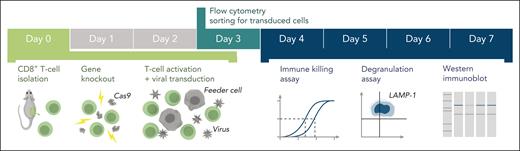 Schematic of the experimental workflow. Following identification of mutation(s) and before the experiment, cDNA fragments containing the mutation and the appropriate restriction enzyme cloning sites (supplemental Figure 1) are ordered from a commercial supplier and cloned into the WT cDNA in the MSCV-IRES-GFP backbone. Cloning, sequence verification, and plasmid amplification (maxi-prep) take 5 days. On day 0: naïve CD8+ T cells are isolated from a mouse spleen followed by nucleofection with Cas9 ribonucleoprotein to KO the desired genes. The KO cells are retrovirally transduced with recombinant human orthologues of the KO gene or empty MSCV-IRES-GFP vector as control and activated using BL/6 mouse T-cell depleted splenocyte “feeder cells,” simultaneously. On day 3 of cell expansion, the cells are sorted by flow cytometry with respect to their GFP reporter mean fluorescence intensity (identical for all samples on the day of sorting) to obtain pure populations expressing the desired protein. Experiments to test the function of the generated T cells can be conducted throughout days 4 to 7 and include 51Cr-release assays to test cytotoxicity, degranulation assays measuring LAMP-1/CD107a exposure to measure the exocytosis of cytotoxic granules, and western immunoblotting to determine the levels of protein expression. cDNA, complementary DNA; GFP, green fluorescent protein.