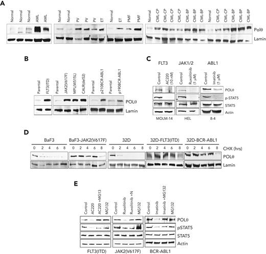 OTKs enhance the expression of POLθ. (A-C) Western analysis of POLθ expression in nuclear lysates from Lin-CD34+ cells from healthy donors (normal) and patients with FLT3(ITD)-positive AML, Jak2(V617F)-positive MPN (PV, ET, and PMF), and BCR-ABL1–positive CML (CP and BP) (A) and parental (32Dcl3, BaF3) cells and these expressing the indicated oncogenes (B). Lamin served as loading control. (C) Western blot of indicated proteins in total cell lysates from cells expressing OTKs and treated with specific TKi (FLT3 inhibitor AC220, JAK1/2 inhibitor ruxolitinib, and ABL1 inhibitor imatinib). (D) CHX chase assay: nuclear cell lysates obtained from indicated cells after CHX treatment (hours) were analyzed using western blot to detect POLθ and lamin (loading control). (E) Western blot of indicated proteins in total cell lysates from cells expressing OTKs and treated with specific TKi (FLT3 inhibitor AC220, JAK1/2 inhibitor ruxolitinib, ABL1 inhibitor imatinib) and proteasome inhibitor MG132. BP, blast phase; CHX, cycloheximide; CP, chronic blast; ET, essential thrombocythemia; PMF, primary myelofibrosis; PV, polycythemia vera.