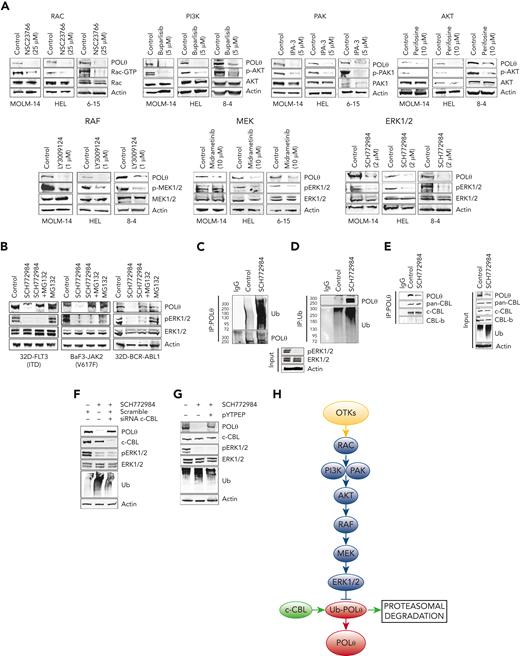 OTKs→RAC→PI3K/PAK→AKT→RAF→MEK→ERK/c-CBL pathway enhances the expression of POLθ. (A) FLT3(ITD)-positive MOLM14 cells, JAK2(V617F)-positive HEL cells, and BCR-ABL1–positive 32Dcl3 cells4-15 were treated with PI3K inhibitor buparlisib, AKT inhibitor perifosine, RAF1 inhibitor LY3009124, RAC inhibitor NSC23766, MEK inhibitor midrametinib, ERK inhibitor SCH772984, PAK1/2 inhibitor IPA-3 after western analysis of the total cell lysates. (B) Western blot of total cell lysates from 32D-FLT3(ITD), BAF3-JAK2(V617F), and 32D-BCR-ABL1 cells untreated (control) and treated with MG132 and/or SCH772984. (C-G) Total cell lysates were obtained from 32D-FLT3(ITD) cells treated with SCH772984 or diluent (control). (C) Western blot detecting ubiquitinated proteins in anti-POLθ immunoprecipitates. (D) Western blot detecting POLθ in antiubiquitin (Ub) immunoprecipitates. (E) Western blot detecting CBL proteins in anti-POLθ immunoprecipitates (IP:POLθ) and in total cell lysates (input) using pan-CBL and c-CBL and CBL-b specific antibodies. (F) Western blot of total cell lysates from 32D-FLT3(ITD) cells treated or not with SCH772984 and c-CBL siRNA or scrambled RNA. (G) Western blot of total cell lysates from 32D-FLT3(ITD cells treated or not with SCH772984 and pYTPEP CBL inhibitory peptide. (H) A diagram illustrating OTK-induced signaling pathways responsible for overexpression of POLθ.