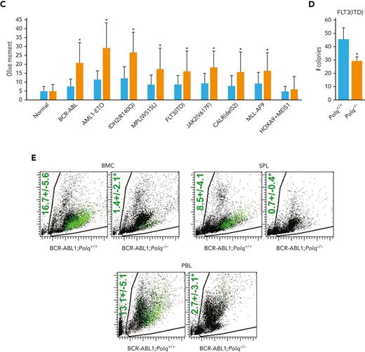 POLθ promoted leukemogenesis of HR/D-NHEJ–proficient and HR/D-NHEJ–deficient cells. (A) Clonogenic activity of Lin-cKit+Polq−/− and Polq+/+ GFP+ bone marrow cells expressing GFP (normal) and the indicated oncogenes. Results represent mean ± SD number of colonies; ∗P < .05 when compared with Polq+/+ counterparts using t test. (B) Proliferation of Lin-cKit+ Polq−/− and Polq+/+ bone marrow cells expressing GFP (normal) and the indicated oncogenes. Results represent mean ± SD number of cells; ∗P < .05 using t test. (C) DSBs were assessed by neutral comet assay in Polq+/+ (blue bars) and Polq−/− (orange bars) Lin- mBMCs expressing GFP (normal) and the indicated oncogenes. Results represent mean olive tail moment ± SD; ∗P < .05 when compared with Polq+/+ counterparts using t test. (D) Mean ± SD number of colonies from Lin- bone marrow cells harvested from Flt3ITD;Polq−/− (n=2) and Flt3ITD;Polq+/+ (n=4) mice; ∗P < .05 when compared with Polq+/+ counterparts using t test. (E) Engraftment of BCR-ABL1–positive Polq+/+ and Polq−/− cells in sublethally irradiated syngeneic mice. Results represent the mean percentage ± SD of GFP+ cells detected 4 weeks after transplantation in 10 mice per group. ∗P < .05 using t test. SD, standard deviation.