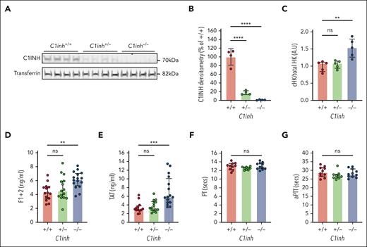 Characterization of C1INH-deficient mice. (A) Western blot of C1INH and transferrin with corresponding (B) densitometric analysis in plasma from C1inh+/+, C1inh+/−, and C1inh−/− mice. (C) Ratio of cleaved to total high molecular weight kininogen in plasma from C1inh+/+, C1inh+/−, and C1inh−/− mice. Data are represented as mean ± standard deviation and analyzed by one-way ANOVA with post hoc Bonferroni. Levels of (D) F1+2 and (E) TAT complexes in plasma from C1inh+/+, C1inh+/−, and C1inh−/− mice. (F) aPTT and (G) prothrombin time assays in plasma from C1inh+/+, C1inh+/−, and C1inh−/− mice. Data are represented as individual values with median and interquartile range and analyzed by Kruskal-Wallis with post hoc Dunn’s. ∗P < .05, ∗∗P < .01, ∗∗∗P < .001 ∗∗∗∗P < .0001. ANOVA, analysis of variance.