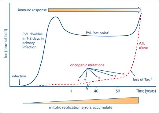HTLV-1 oncogenesis (schematic). During chronic infection, HTLV-1 replicates persistently via the turnover of existing HTLV-1–infected T-cell clones and a low rate of infection of new clones. Each infected cell expresses HBZ ∼50% of the time and the plus-strand genes (notably tax) in rare intermittent bursts. The host immune response, particularly the CTL response, reaches an equilibrium with the persistent replication of HTLV-1 at the set point of PVL. The efficacy of the immune response is diminished as ATL develops; Tregs induced or maintained by HBZ may contribute to the immune suppression. The main source of oncogenic mutations appears to be a mitotic replication error. In addition, Tax protein may exert direct oncogenic effects (see “Oncogenic actions of HTLV-1 products”); genome-wide deposition of the transcriptionally repressive mark H3K27me3 also often contributes to ATL oncogenesis. † indicates that in ∼40% of cases of ATL, Tax expression is lost, probably as a result of immune-mediated selection.