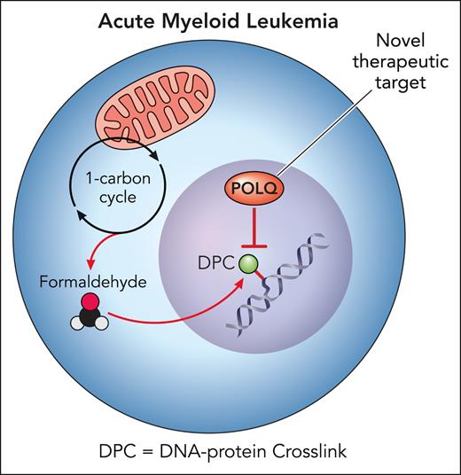 Increased 1-carbon cycle turnover in AML results in elevated production of genotoxic formaldehyde. AML upregulates POLQ to repair formaldehyde-DNA-protein cross-links (DPCs). Deficiency of POLQ DNA repair in AML results in accumulation of DPCs and resultant cytotoxicity. Inhibition of POLQ presents an opportunity to harness endogenous formaldehyde as a novel therapeutic strategy against AML. Professional illustration by Patrick Lane, ScEYEnce Studios.
