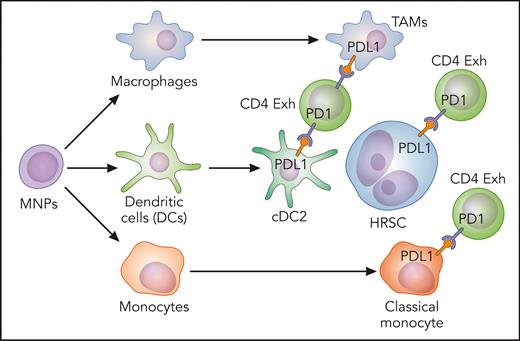 Classical monocytes, macrophages, and cDC2-expressing inhibitory molecules enriched in the vicinity of HRSC. Exh, exhausted. Professional illustration by Patrick Lane, ScEYEnce Studios.