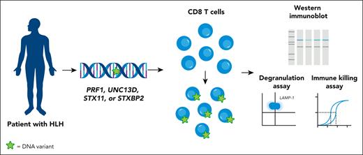 Schematic of the assay outlined by Noori et al. The assay begins with the identification of germline variants affecting PRF1, UNC13D, STX11, or STXBP2, the genes associated with fHLH, in patients diagnosed with or suspected of having HLH. To study the functional effects of these variants in vitro, especially VUS, mouse CD8 T cells are isolated and CRISPR/Cas9 genome editing is used to knock out the mouse gene corresponding to the human gene of interest (ie, the gene harboring a variant). Knockout of the endogenous mouse genes impairs the ability of gene-edited cells to upregulate CD107a expression (a marker of degranulation) and induce target cell killing. An expression vector is generated containing the relevant human cDNA, which is engineered to contain the variant identified in the patient (the DNA variant is depicted by a green star). After transducing the edited mouse CD8 T cells with this vector, expression of the human protein is confirmed by immunoblotting. Cells are then subjected to a CD107a (LAMP-1) expression assay to measure degranulation and a chromium release assay to measure their capacity to induce cytotoxicity. Expression of pathogenic fHLH gene variants fails to rescue degranulation and/or cytotoxicity, whereas expression of variants with residual function partially or fully rescues these functions. Figure prepared by Briana Williams, St. Jude Children’s Research Hospital.