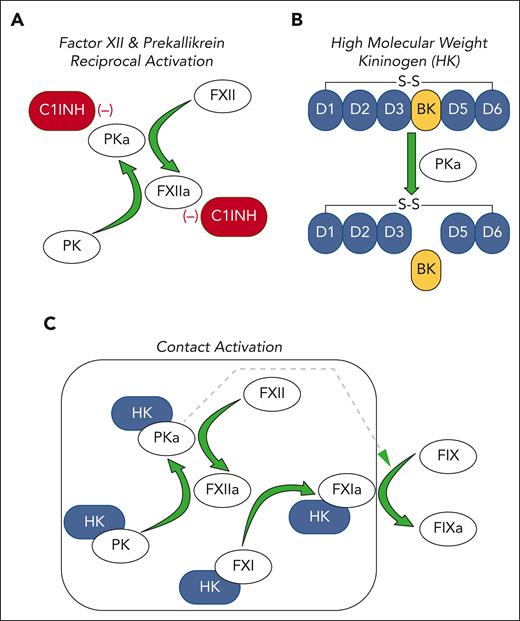The plasma KKS and contact activation. (A) The plasma zymogens FXII and PK undergo reciprocal activation in solution to the proteases FXIIa and PKa, respectively. This process is restricted by C1-INH, which inhibits both FXIIa and PKa. (B) Most PK in plasma circulates in a complex with HK. HK has 6 domains (D1-D6), the fourth of which contains the 9 amino acid bradykinin (BK) sequence. PKa cleaves HK at 2 locations to release bradykinin. (C) FXII, PK, and HK bind to a variety of surfaces (gray box). This enhances FXIIa and PKa formation and BK generation by a process called contact activation. HK serves as a cofactor for PK binding to the surface, in addition to being a substrate for PKa. During contact activation, FXI also binds to the surface in an HK-dependent manner and is converted to the active protease FXIa. FXIa activates the coagulation protease FIX to FIXa, which drives thrombin generation and plasma clot formation. PKa also activates FIX but much less efficiently than FXI. In all panels, green arrows indicate protease-mediated reactions.