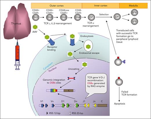 Schematic demonstration of IT AAV gene delivery. In the cortex of a thymus, thymocytes develop from CD4/CD8 double-negative 1 (DN1, early T-cell precursor) to CD4/CD8 double-positive (DP) stage, and these immature thymocytes have double-strand breaks (DSBs) created by RAG enzymes in TCR genes during TCR V(D)J recombination. AAV vectors enter thymocytes through receptor-mediated endocytosis, and the released AAV and transgene DNA in the nucleus is integrated into TCR genes close to the DSBs. The thymocytes with unsuccessful TCR formation owing to the AAV transgene integration will die. The transduced thymocytes with a functional TCR will undergo the selection process, and the positively selected thymocytes will develop into CD4 or CD8 single-positive (SP4 or SP8) T cells in the medulla and eventually be released into the peripheral lymphoid tissue.