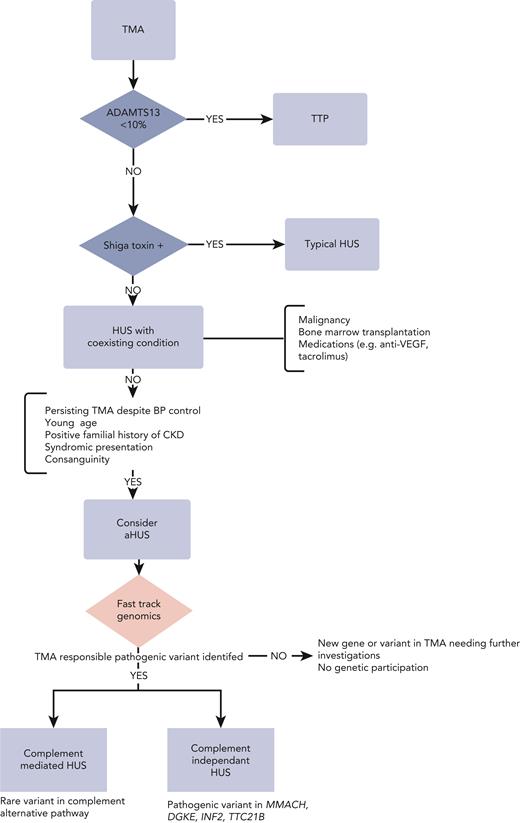 Diagnostic workup in TMA.