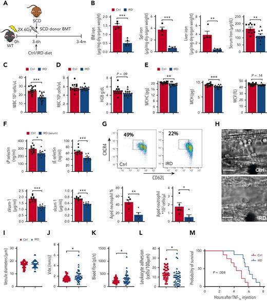 Dietary ironrestriction amelioratesacute VOE in SCD mice. (A) Schematic experimental design for iron diet treatments. (B) Non-heme iron content of the bone marrow (N = 5), spleen (N = 5), and liver (N = 5), and serum iron concentration (N = 10) are decreased after dietary iron restriction. (C) WBC count, (D) RBC count, and total hemoglobin (HGB) concentration in Ctrl and IRD SCD mice (N = 14-15). (E) Mean corpuscular hemoglobin concentration (MCHC), MCH, mean corpuscular volume in Ctrl and IRD mice (merged data from 3 experiments, N = 14-15). (F) Serum soluble adhesion molecules (sP-selectin, sE-selectin, sVcam-1 and sIcam-1) by enzyme-linked immunosorbent assay (N = 10). (G) FACS plots with gating strategy and quantification of CXCR4Hi CD62Lo aged neutrophils in Ctrl and IRD mice. (H) Intravital microscopy images of inflamed cremasteric venules in Ctrl and IRD mice. Scale bars, 10 μm. (I) Cremasteric venule diameters, (J) red cell velocity (Vrbc), (K) blood flow rate, (L) the number of adherent leukocytes (N = 41-47), and (M) survival rate after TNF-α injection (N = 9) are compared between Ctrl and IRD mice. ∗P < .05, ∗∗P < .01, ∗∗∗P < .001.