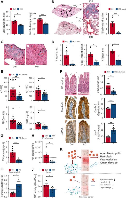 Organ damage parameters are improved in SCD mice after dietary iron restriction. (A) Gross spleen and liver weights are reduced in IRD group compared with Ctrl group. (N = 5) (B) Leukocyte infiltration in lung tissue, quantified by H&E staining, is decreased in IRD treated SCD mice. Low-magnification scale bar (left), 500 μm; high-magnification scale bar (right), 50 μm. (N = 5) (C) H&E staining of liver tissue; area within dashed line shows leukocyte infiltration and necrosis. Scale bar, 100 μm. (D) Liver necrosis, leukocyte infiltration, and fibrosis are all reduced in IRD mice. (N = 4-5) (E) Liver enzymes (alanine aminotransferase and aspartate aminotransferase), total bilirubin concentration, and direct bilirubin concentration from sera of Ctrl and IRD mice. (N = 10-15) (F) Left: representative images of duodenal villi with either H&E, anti-claudin 3 or anti-junctional adhesion molecule A (JAM-A) immunohistology staining in Ctrl and IRD treated SCD mice. H&E scale bar, 50 μm; immunohistology scale bar 20 μm. Right: quantification of intestinal inflammation or percentage of positive stained area. (N = 5) (G) Concentration of FITC-Dextran in serum of IRD mice is significantly lower than Ctrl mice. (N = 7) Dashed line represents levels in the healthy SA mice. (H) Bacterial load measured by Pan-bac quantitative reverse transcription polymerase chain reaction, in fecal samples normalized by the weight of fecal samples. (N = 4-5) Dashed line represents levels in the healthy SA mice. (I) Bacterial Firmicutes/Bacteroidetes ratio of fecal samples from Ctrl and IRD treated SCD mice. (N = 4-5) Dashed line represents levels in the healthy SA mice. (J) Quantification of sera TLR2 ligands activity in Ctrl and IRD treated SCD mice. (N = 5) Dashed line represents levels in the healthy SA mice. (K) Working model. Top: Excess dietary iron expands the proliferation of bacteria (red arrow indicates direct impact from iron) and increases gut permeability (red arrow) which allows the translocation of microbial compounds to internal organs (dashed arrow indicates indirect impact from iron); in parallel, excess iron is absorbed and deposited into organs (red arrow); together lead to exacerbation of neutrophil aging, hemolysis, vaso-occlusion, and organ damage. Bottom: dietary iron restriction reduces bacterial proliferation and ameliorates gut permeability, and consequently decreasing the translocation of microbial compounds and limiting systemic iron levels. Collectively, neutrophil aging, hemolysis, vaso-occlusion, and organ damage are found at lower rates. ∗P < .05, ∗∗P < .01, ∗∗∗P <.001.