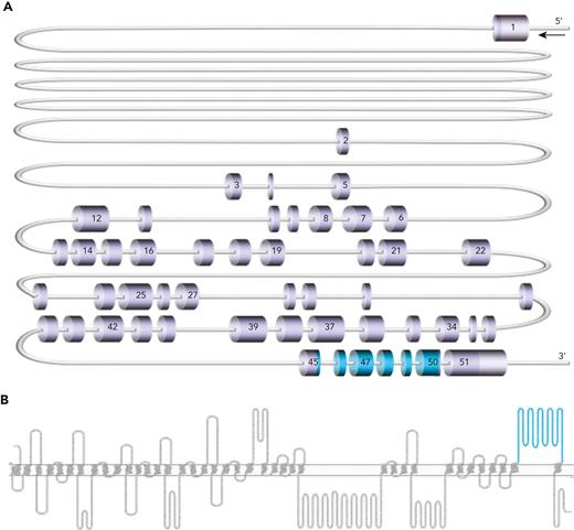 PIEZO1 gene and Piezo1 protein cartoons. (A) Scale representation of PIEZO1 gene (NM_001142864.4), highlighting exons 45 to 50 (shown in blue), which encode the large extracellular loop (amino acids 2198-2431) of the Piezo1 protein. (B) Piezo1 protein (Uniprot Q92508) cartoon generated in Protter24 with large extracellular loop (amino acids 2198-2431) shown in blue.