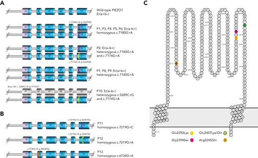 Mutations in PIEZO1 gene (exons 45-50) encoding amino acid substitutions in Piezo1 protein extracellular loop. (A) PIEZO1 genotypes observed in Er(a−b+) and Er(a−b−) individuals. PIEZO1 exons 45 to 50 are shown (regions coding for extracellular domain shown in blue). Mutations are highlighted in pink (7180G>A) and yellow (7174G>A), seen in homozygous, heterozygous, and compound heterozygous states in individuals tested as shown. Individual P10 has nonsense mutation in exon 38 (not shown) predicted to encode truncated protein (exons colored gray). (B) PIEZO1 alleles observed in Er variant individuals. PIEZO1 exons 45 to 50 are shown. Mutations are highlighted in purple (7219G>C), green (7219G>A), and brown (6734G>A). All mutations were homozygous in the indicated individuals. (C) All mutations shown in panels A and B encode amino acid substitutions in the extracellular domain of Piezo1 protein (amino acids 2198-2431) as shown (colors as in 2A and 2B).