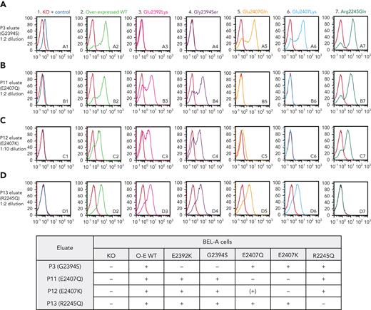 Anti-Er alloantibodies are specific for antigenic sites on Piezo1. Flow cytometry histograms illustrate cell surface labeling of indicated wild-type or mutant Piezo1 constructs overexpressed in an endogenous Piezo1 knockout (KO) BEL-A cell line using antibodies eluted from plasma of individuals (P3, row A; P11, row B; P12, row C; and P13, row D) with mutations in Piezo1 as labeled. BEL-A Piezo1 KO cells and endogenous Piezo1 are shown in column 1, with overexpressed wild-type Piezo1 in column 2. Columns 3 to 7 show overexpressed mutant Piezo1 constructs as labeled. Results are summarized in the grid below histograms. O-E WT, overexpressed wild-type; +, positive; −, negative; (+), weakly positive.