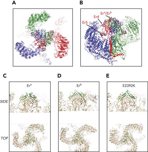 Modeling of Piezo1 protein and location of Er antigenic sites. A homology model for the human Piezo1 sequence was generated using coordinates form PDB ID 5Z1016 and inserted into a model membrane for subsequent molecular dynamics calculations for a total trajectory time of 100 ns. (A) Top view on extracellular side of equilibrated Piezo1 trimer (composed of 3 chains: red, green, and blue). Lipids have been omitted from the illustration for simplicity. The residues encompassing the antigenic sites are shown as spheres (colored by atom type) located in and around the center of the trimer. (B) Side-view slice of the Piezo1 trimer with the transmembrane section of 1 monomer (red) removed to allow view on center. Representation is the same as in panel A. Side chains of antigenic sites (Era/Erb, Er4, and Er5) are highlighted for the red monomer. (C-E) Era/Erb loops as predicted by molecular dynamics calculations. The backbones of loops encompassing residues 2384 to 2408 are shown in green with the remainder of the protein trimer in beige. The conformation (in green) is representative of the highest populated cluster in the trajectory. The first row represents a side view onto the central extracellular domain, and below it is a depiction of the apical view on the membrane plane as indicated in figure panels. (C) Era representative loop. (D) Erb representative loop. (E) Glu2392Lys representative loop.