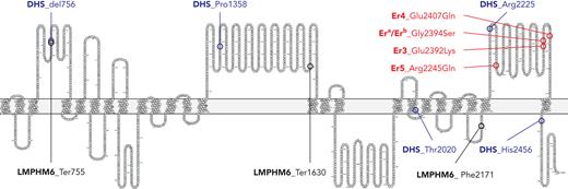 Piezo1 protein (Uniprot Q92508) amino acids 602 to 2521 and known mutations in PIEZO1 encoding amino acid substitutions. Er blood group antigens encoded by PIEZO1 are given in red and as detailed by Karamatic Crew et al.1 Gly2394 is required for expression of the high-prevalence antigen Era, whereas Ser2394 encodes the antithetical low-prevalence antigen Erb. Proposed novel high-prevalence antigens Er4 and Er5 are associated, respectively, with Gln2407 and Arg2245 in Piezo1. One Er3-negative allele encodes wild-type Gly2394 (Era) with a nearby Glu2392Lys mutation. Exemplary mutations of PIEZO1 with resulting amino acid exchanges reported for patients with DHS are given in blue and are del756, Pro1358, Arg2225, Thr2020, and His2456. Exemplary mutations of PIEZO1 with resulting amino acid exchanges reported for patients with LMPHM6 are given in black and are Ter755, Ter1630, and Phe2171. All Er blood group antigens cluster in the carboxy-terminal loop of Piezo1. Dominant mutations causing DHS and LMPHM6 mutations following a recessive mode of inheritance may be observed throughout all parts of Piezo1. The position of the PIEZO1 mutations suggest coding of disease-associated alleles for blood group antigens and, vice versa, blood group antigens that may simultaneously represent disease-associated alleles. However, this hypothesis requires further research. Graphic generated in Protter.