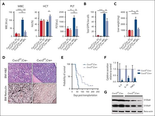 Cxcr2 deletion in murine BM improves counts and reticulin fibrosis in the hMPLW515L adoptive transfer model of MF. (A) WBC counts (×103/μL), hematocrit levels (%), and platelet counts (×103/μL) of Cxcr2f/f;Cre+ knockout (KO) hMPLW515L mice compared with Cxcr2f/f;Cre– WT hMPLW515L or MSCV-MigR1-IRES-GFP EV control mice at timed euthanization 9 weeks after transplant. N = 4 or 5 per arm; ∗P < .05; ∗∗P < .01; ∗∗∗P < .001; ∗∗∗∗P < .0001. Data shown represent mean ± standard error of mean (SEM). Two-way analysis of variance was used to compare groups. (B) Peripheral blood mutant cell fraction vs GFP percentage in Cxcr2f/f;Cre+ hMPLW515L mice vs Cxcr2f/f;Cre– WT hMPLW515L or EV control mice. N = 4 or 5 per arm; ∗∗P < .01; ∗∗∗P < .001; ∗∗∗∗P < .0001. Data shown represent mean ± SEM. (C) Liver weights (mg) of Cxcr2f/f;Cre+ KO vs Cxcr2f/f;Cre– WT hMPLW515L mice compared with EV controls. ∗∗P < .01. Data shown represent mean ± SEM. (D) Representative H&E and reticulin images of BM from Cxcr2f/f;Cre+ KO vs Cxcr2f/f;Cre– WT hMPLW515L mice at timed euthanization 9 weeks after transplant. Representative images of N = 6 mice per arm. (E) Kaplan-Meier survival analysis of Cxcr2f/f;Cre+ KO hMPLW515L mice (N = 16) vs Cxcr2f/f;Cre– WT hMPLW515L mice (N = 13). ∗∗P < .01 (log-rank test). (F) Fold change in serum cytokine levels of IL-6, IL-10, and TNFα of Cxcr2f/f;Cre+ KO compared with Cxcr2f/f;Cre– WT hMPLW515L mice. N = 8 per arm. ∗P < .05. Data shown represent mean ± SEM. (G) Western blot analysis of the alarmins S100a8/a9 from the harvested splenocytes of Cxcr2f/f;Cre+ KO vs Cxcr2f/f;Cre– WT hMPLW515L mice. Original magnification ×20 (D). H&E, hematoxylin and eosin; ns, not significant.
