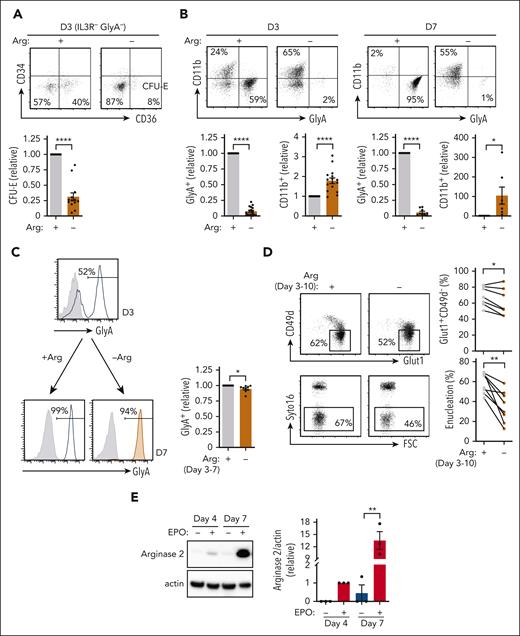 Arginine is required for erythroid lineage commitment and its absence attenuates terminal differentiation. (A) The fate of progenitors treated with rEPO in the presence (+) or absence (−) or exogenous arginine was monitored as a function of CD34 and CD36 expression in IL3R−GlyA− cells at day 3 of differentiation. Representative dot plots are presented (top) and IL3R−GlyA−CD34−CD36+ (CFU-E) cells were quantified relative to differentiation in the presence of arginine (bottom, n = 13). (B) Relative levels of erythroid and myeloid differentiation were monitored by GlyA and CD11b staining, respectively. Representative dot plots are shown at days 3 and 7 of differentiation in the presence or absence of arginine (top). Quantification of GlyA+ (n = 17, day 3; n = 9, day 7) and CD11b+ cells (n = 16, day 3; n = 7, day 7) are presented (bottom). (C) The impact of arginine at later stages of erythroid differentiation was evaluated by depleting arginine after 3 days of EPO-induced erythroid differentiation. GlyA was evaluated at day 3 (top histogram; gray histograms, isotype control; solid line histograms, specific staining) and then 4 days later (day 7) in the presence or absence of arginine (bottom histograms, solid line, and orange histograms, respectively). Quantification of the percentages of GlyA+ cells was compared after EPO-induced differentiation from day 3 to 7 in the presence or absence of arginine (right, n = 9). (D) The impact of arginine deprivation between days 3 and 10 of rEPO-induced differentiation was monitored as a function of CD49d/GLUT1 profiles (top) and enucleation (bottom, Syto16 staining). Representative plots are shown (left) and quantification in 8 individual donors is presented (right). (E) Arginase 2 expression was evaluated by immunoblot at days 4 and 7 of differentiation in the absence or presence of EPO. Actin levels are shown as a loading control (left). Quantification of arginase 2 expression relative to actin was evaluated in the different conditions (right, n = 3). ∗P < .05; ∗∗P < .01; ∗∗∗∗P < .0001.