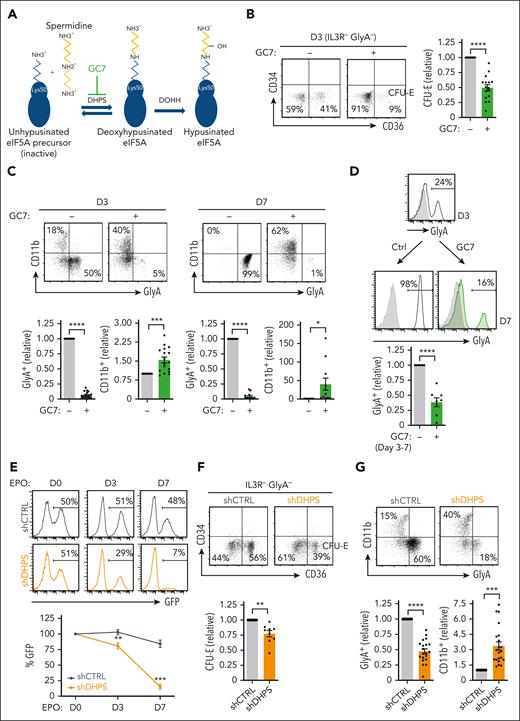 DHPS is required for erythroid commitment and differentiation. (A) Schematic representation of the 2-step process resulting in eIF5AH. In the first step, DHPS catalyzes the addition of an aminobutyl moiety from the spermidine to the lysine 50 on eIF5A, generating an eIF5A intermediate. Subsequently, DOHH catalyzes the hydroxylation of the spermidine modification, generating an active hypusinated eIF5A. GC7 can inhibit the first step of this reaction. (B) The effect of GC7 on early erythropoiesis was evaluated by monitoring CD34/CD36 profiles of EPO-stimulated CD34+ progenitors in the absence (−) or presence (+) of GC7 (5 μM). Representative dot plots of IL3R−GlyA− cells are shown and the percentages of IL3R−GlyA−CD34−CD36+ (CFU-E) are indicated (left). Quantification of CFU-E in 16 independent experiments are presented (right). (C) Representative dot plots of GlyA/CD11b profiles are presented at days 3 and 7 of EPO-induced differentiation in the absence or presence of GC7 (top). Quantification of GlyA+ and CD11b+ cells relative to levels in the absence of GC7 (indicated as “1”) are presented (bottom, n = 11-19). (D) CD34+ progenitors were differentiated in rEPO for 3 days and differentiation continued until day 7 in the absence or presence of GC7 (between days 3 and 7). Representative histograms showing GlyA expression at days 3 and 7 (with isotype controls, gray histograms) are presented and quantification of GlyA+ cells are presented relative to levels in the absence of GC7 (designated as “1,” bottom, n = 8). (E) CD34+ progenitors were transduced with shCTRL or shDHPS lentiviral vectors, harboring the enhanced GFP transgene and rEPO added 72 hours later. GFP expression was monitored at this time point (designated day 0), as well at days 3 and 7 of differentiation and representative are shown (top). Quantification of the evolution of GFP expression relative to day 0 (designated as “100%”) is presented for 5 donors (bottom). (F) shCTRL and shDHPS transduced progenitors were differentiated in the presence of rEPO for 3 days and representative CD34/CD36 profiles of IL3R−GlyA− cells are presented (top). Quantification of IL3R−GlyA−CD34−CD36+ cells in shDHPS-transduced cells relative to shCTRL-transduced cells are shown (bottom, n = 9). (G) shCTRL and shDHPS transduced progenitors were differentiated for 3 days and representative GlyA/CD11 dot plots are shown (top). Quantification of GlyA+ and CD11b+ cells are presented relative to shCTRL conditions (bottom; n = 20 for GlyA, n = 21 for CD11b). ∗P < .05; ∗∗P < .01; ∗∗∗P < .001; ∗∗∗∗P < .0001.