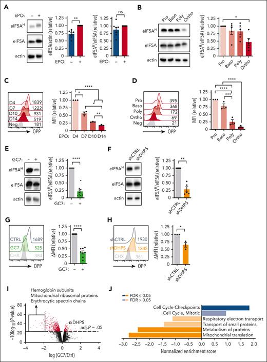 DHPS-mediated hypusination of eIF5A regulates protein synthesis in early erythroid progenitors. (A) Hypusination was evaluated in progenitors differentiated in the presence or absence of EPO (day 4) and representative immunoblots of eIF5AH, eIF5A, and actin are shown (left). Quantification of eIF5A/actin (middle) and eIF5AH/eIF5A (right) ratios are presented relative to levels in the presence of EPO (n = 7). (B) Proerythroblasts (Pro), basophilic (Baso), polychromatic (Poly), and orthochromatic (Ortho) erythroblasts were sorted based on their GLUT1/CD49d prolife at day 7 of differentiation and hypusination was monitored by immunoblotting (left). eIF5AH was quantified relative to total eIF5A levels (right, n = 5). (C) Protein synthesis was monitored at the indicated day of erythroid differentiation by O-propargyl-puromycin (OPP) labeling and representative histograms and MFI are indicated (left). Quantification of MFIs relative to day 4 are presented for 3 donors (right). (D) Protein synthesis was monitored by OPP labeling in erythroblast subsets 24 hours after sorting (as in panel B, left). Quantification of MFIs relative to proerythroblasts are presented for 3 donors (right). (E) Hypusination was evaluated after 3 days of EPO stimulation in the absence (−) or presence (+) of GC7 (5 μM) and representative immunoblots of eIF5AH, eIF5A, and actin are shown (left). Quantification relative to levels in the absence of GC7 are presented (right, n = 9). (F) Hypusination in shCTRL- and shDHPS-transduced progenitorsevaluated at day 3 of differentiation after sorting based on GFP expression and representative immunoblots are shown (left). Quantification of the relative levels of eIF5AH/eIF5A is presented (right, n = 5). (G) CD34+ progenitors were differentiated in the presence of EPO, together with GC7 (5 μM) or cycloheximide (CHX; 1 μM). Protein synthesis was evaluated at day 1 of differentiation and a representative histogram is shown (left). Quantification of protein synthesis relative to control conditions is presented (right, n = 8). (H) shCTRL- and shDHPS-transduced progenitors were sorted 72 hours after transduction based on GFP expression. Protein synthesis evaluated 24 hours after the addition of EPO and a representative histogram (left) as well as quantification (right, n = 3) are presented. (I) CD34+ progenitors were differentiated with EPO in the absence or presence of GC7 (5 μM) for 2 days and protein expression was evaluated by mass spectrometry–based quantitative proteomics. A volcano plot shows differences in protein expression (log2 fold change) induced by GC7, and the identity of specified downregulated and upregulated proteins are noted. Statistical significance of relative protein expression is computed via 2-sample moderated t test, and proteins with an false discovery rate (FDR) adjusted (adj.) P < .05 are colored in red. (J) Overrepresentation analyses of gene ontology for nonredundant biological processes were evaluated for significantly upregulated and downregulated and enrichment scores are indicated. ∗P < .05; ∗∗P < .01; ∗∗∗P < .001; ∗∗∗∗P < .0001.