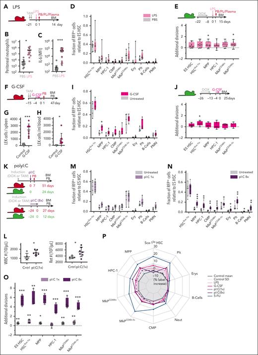 Limited contribution of HSCs to emergency myelopoiesis and type I IFN stimulation. (A-D) Fgd5ZsGreen:CreERT2/R26LSL-tdRFP mice were TAM-induced and injected with LPS (n = 8) or PBS (n = 12). (B) Neutrophil count in the peritoneal cavity 24 hours after LPS/PBS injection. (C) Plasma levels of interleukin 6 (IL-6) 90 minutes after LPS/PBS injection. (D) Fraction of RFP-labeled cells (relative to ES HSCs) between LPS and saline-treated animals. Data from 2 independent experiments. (E) Labeled R26rtTA/Col1A1H2B-GFP animals were IP injected with LPS (n = 14) or PBS (n = 13) and the average number of additional divisions in response to LPS was determined. Data from 2 independent experiments. (F-J) Fgd5ZsGreen:CreERT2/R26LSL-tdRFP (in panels F and I, n = 4-6 per condition) and R26rtTA/Col1A1H2B-GFP (in panels G, H, and J, n = 4-7 per condition) mice were subcutaneously injected with G-CSF or PBS for 5 consecutive days. Numbers of LEK HSPCs in spleen (G) or PB (H) of R26rtTA/Col1A1H2B-GFP animals on d6. (I) Fraction of RFP-labeled cells (relative to ES HSCs). (J) Average number of additional divisions in response to G-CSF. (K-O) Fgd5ZsGreen:CreERT2/R26LSL-tdRFP (in panels K-N, n = 4-8 per condition) and R26rtTA/Col1A1H2B-GFP (in panel O, n = 4-7 per condition) mice were IP injected with pI:C or PBS following either a single (once) or repetitive (8 times) administration protocol. (L) PB leukocyte and reticulocyte numbers 7 days after 1 time pI:C. (M-N) Fraction of RFP-labeled cells (relative to ES HSCs). (O) Average number of additional divisions in response to pI:C. (P) Net effects of LPS, G-CSF, or pI:C perturbation on RFP label propagation (% label increase relative to ES HSCs; transformation and display of data as in Figure 1P). MFI, mean fluorescence intensity; PL, peritoneal lavage.