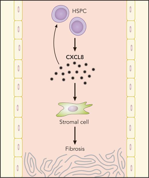 MF HSPCs generate CXCL8, which, in turn, propagates bone marrow fibrosis through autocrine HSPC stimulation and effects on stromal cells. Professional illustration by Patrick Lane, ScEYEnce Studios.