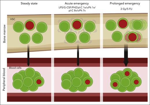 HSCs do not contribute to sudden emergency hematopoiesis. Fate-mapping HSCs of the bone marrow showed no increase following various physiological stimuli, such as inflammation or depletion of blood cells. Harsh perturbations, like irradiation or myeloablation, did show an increase in the contribution of HSCs to blood cells. Progenitors may play a larger role than previously appreciated.
