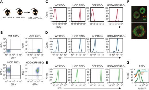 Characterization of HOD × GFP RBCs. (A) Schematic of mouse breeding used to produce HOD × GFP mice. (B-C) Flow cytometric analysis displayed as dot plots (B) or histograms (C) of WT RBCs, HOD RBCs, GFP RBCs, and HOD × GFP RBCs after staining with anti-Duffy antibody. (D) Flow cytometric analysis of WT RBCs, HOD RBCs, GFP RBCs, and HOD × GFP RBCs after staining with anti-HEL antibody. (E) Detection of endogenous GFP expression by flow cytometric analysis of WT RBCs, HOD RBCs, GFP RBCs, and HOD × GFP RBCs. (F) Representative images of HOD × GFP RBCs. (G) Flow cytometric analysis of WT (B6) RBCs, GFP RBCs, HOD × GFP RBCs, and WT RBCs with chemically coupled recombinant GFP (positive control) after staining with anti-GFP antibody. All panels show representative data from experiments reproduced 2 times.