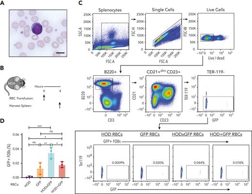 HOD-reactive MD4 B cells endocytose the intracellular antigen GFP. (A) Blood smear image showing mouse RBCs and a MD4 B cell. Scale bar, 6 μm. (B) Experimental schematic of MD4 recipients transfused with HOD RBCs, GFP RBCs, HOD × GFP RBCs, or HOD + GFP RBCs. (C) Flow cytometric gating strategy for detecting GFP + MD4 B cells. (D) Percent B-cell endocytosis of GFP after transfusion of each RBC population is shown. Error bars represent mean ± standard deviation (SD). All panels show representative data from experiments reproduced 2 times. ∗ P ≤ .05, ∗∗ P ≤ .01, ∗∗∗ P ≤ .001. FSC, forward scatter; ns, not significant; SSC, side scatter.