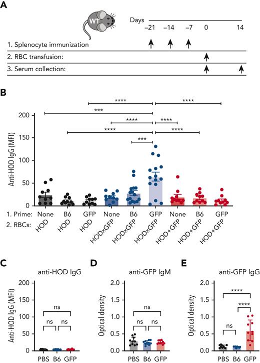 Priming to intracellular GFP facilitates antibody formation against the surface HOD antigen after HOD × GFP RBC exposure. (A) Experimental schematic of GFP priming, transfusion, and serum collection. (B) Anti-HOD IgG formation after HOD, HOD × GFP, or HOD + GFP RBC transfusion. (C) Anti-HOD IgG formation examined in PBS-treated, GFP-primed or B6-exposed recipients. (D-E) Anti-GFP IgM (D) or IgG (E) formation examined in PBS-treated, GFP-primed or B6-exposed recipients. Error bars represent mean ± SD. All panels show combined data from experiments reproduced at least 2 times. ∗∗∗ P ≤ .001 and ∗∗∗∗ P ≤ .0001. ns, not significant.