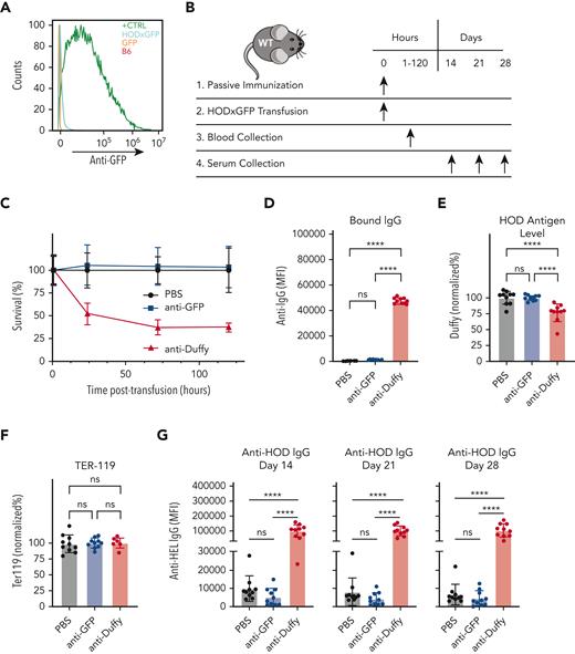 Anti-GFP antibody does not mediate enhancement of anti-HOD antibody formation. (A) Flow cytometric analysis of B6 RBCs, GFP RBCs, HOD × GFP RBCs, and B6 RBCs chemically coupled with recombinant GFP after staining with serum from GFP primed recipients. (B) Experimental schematic of passive immunization and evaluation of antibody deposition, antigen levels, RBC clearance, and alloimmunization. (C) Percent survival of HOD × GFP RBCs after transfusion into nonimmunized controls or into recipients who were passively immunized with anti-GFP antibodies or anti-Duffy. (D-F) Assessment of IgG antibody binding (D), detection of RBC surface HOD (E), or detection of RBC surface Ter119 (F) one hour after transfusion of HOD × GFP RBCs into nonimmunized, anti-GFP antibody, or anti-Duffy immunized recipients. (G) Anti-HOD IgG detected at 14, 21, or 28 days after transfusion into nonimmunized passively immunized recipient as indicated. Error bars represent mean ± SD. ∗∗∗∗ P ≤ .0001. ns, not significant.