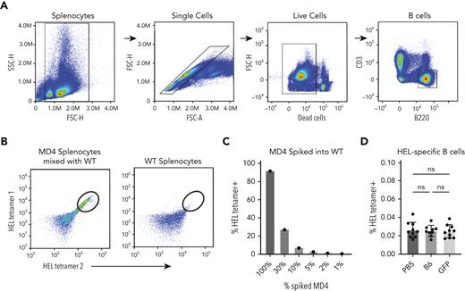 Priming with GFP does not increase HEL-specific B-cell numbers. (A) Gating strategy for detection of total B cells via flow cytometry. (B) Gating strategy for detection of HEL-specific B cells using dual tetramer staining. Example dot plots show results after incubation of HEL-specific tetramers with a mixture of WT splenocytes and splenocytes from HEL-specific B-cell transgenic MD4 mice or WT splenocytes alone. (C) Quantification of percent HEL tetramer detection of HEL-specific MD4 B cells after mixing with WT splenocytes at defined ratios. (D) Quantification of percent HEL tetramer–positive B cells examined in PBS-treated, GFP-primed or B6-exposed recipients. Error bars represent mean ± SD. FSC, forward scatter; ns, no significance; SSC, side scatter.