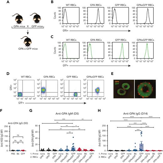 Priming to intracellular GFP facilitates antibody formation against the surface GPA RBC antigen after GPA × GFP RBC exposure. (A) Schematic of breeding used to produce GPA × GFP mice. (B) Flow cytometric analysis displayed as histograms of B6, GPA, GFP, and GPA × GFP RBCs after staining with anti-GPA antibody. (C) Detection of endogenous GFP expression via flow cytometric analysis of B6, GPA, GFP, and GPA × GFP RBCs. (D) Flow cytometric analysis, displayed as dot plots, of B6, GPA, GFP, and GPA × GFP RBCs stained with anti-GPA antibody. (E) Representative images of GPA × GFP RBCs (magnification ×100; right image shows single cell). (F) Anti-GPA antibody formation examined in PBS-treated, GFP-primed or B6-exposed recipients. (G-H) Anti-GPA IgM (day 5 after transfusion) (G) or IgG (day 14 after transfusion) (H), after GPA, GPA × GFP, or GPA + GFP RBC exposure. Error bars represent mean ± SD. All panels show combined data from experiments reproduced 3 times. ∗ P ≤ .05, ∗∗ P ≤ .01, ∗∗∗ P ≤ .001, ∗∗∗∗ P ≤ .0001. ns, no significance.
