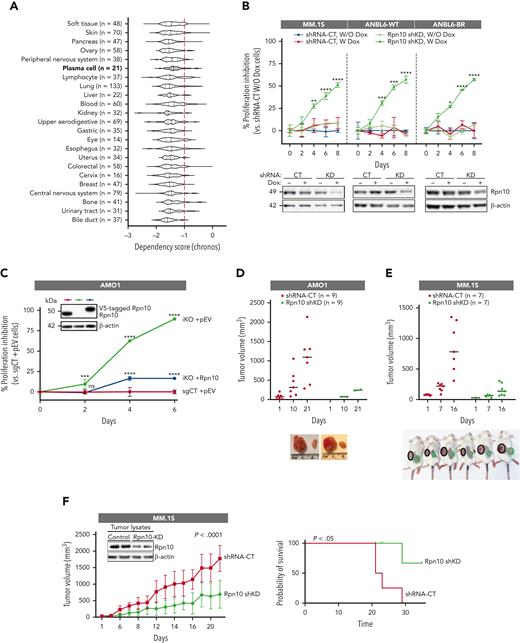 Functional significance of Rpn10. (A) Dependency scores of Rpn10 across cancers based on CRISPR data sets in the DepMap web portal. A lower chronos score indicates that the gene of interest is essential in a given cell line. Score 0 means the gene is not essential, whereas score –1 is comparable with the median of all panessential genes (red line). (B) The proliferation of the MM.1S and ANBL6 inducible Rpn10-shRNA KD cell lines were analyzed using a CTG assay (mean ± SD, n = 3) when cultured with or without Dox. Inducible KD of Rpn10 was achieved using pTRIPz-mCherry vector containing Rpn10-shRNA or scramble control. (C) The stable adding back cell line was achieved when AMO1 Rpn10-iKO cells were transfected with lentivirus-packaged V5-tagged Rpn10 plasmid or empty plasmid (pEV), followed by blasticidin selection. Cell proliferation was measured by a CTG assay (mean ± SD, n = 3). Immunoblot shows the expression levels of Rpn10. Human AMO1 Rpn10-shRNA KD cells (D) or MM.1S Rpn10-shRNA KD cells (E-F) were subcutaneously inoculated into CB17 severe combined immunodeficiency mice. In the early prevention model (D-E), a cohort of mice was treated with an irradiated 0.0625% Dox diet (1-6 mg of Dox per mouse per day) continuously starting 5 days after injection. In the late prevention model (n = 10) (F), mice were treated with an irradiated 0.0625% Dox diet after the tumor became visible and the volume was ∼100 mm3. The average and standard deviation of tumor volume (mm3) are shown vs the time when the tumor was measured (mean tumor volume ± SD). Kaplan-Meier plots show survival in mice (right). Internal blot shows Rpn10 expression of the tumor lysates.
