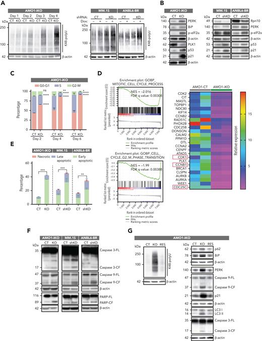 Rpn10 blockade induces cell death. (A) Polyubiquitylated proteins were detected in AMO1 Rpn10-iKO cells, MM.1S Rpn10-shKD cells, and ANBL6 Rpn10-shKD cells by western blot analysis. (B) Protein lysates from indicated cell lines were subjected to immunoblotting using antibodies against Rpn10, p-eIF2α, PERK, BiP, p53, p21, PLK1, or β-actin. (C) AMO1 Rpn10-iKO cells were cultured with Dox for indicated time points and fixed in 70% ethanol. After washing with phosphate-buffered saline, cells were stained with propidium iodide, and the DNA content of cells was then analyzed using fluorescence-activated cell sorter. Bar graph shows percentage of cell populations in the G1, G2/M, or S phases of the cell cycle. (D) GSEA-derived enrichment plots for mitotic cell cycle pathway and cell cycle G2-M phase transition pathway (left) and heatmap showing proteins related to G2-M phase transition enriched in AMO1-CT cells (right) have been shown. MM.1S shRNA KD cells, ANBL6-BR shRNA KD cells, and AMO1 Rpn10-iKO cells were cultured with Dox for indicated time points and then analyzed for apoptosis with annexin V/4′,6-diamidino-2-phenylindole double staining assay (mean ± SD, n = 3) (E) or protein lysates were then subjected to immunoblotting using antibodies against caspase-3, caspase-9, PARP, or β-actin (F). (G) AMO1 sgRNA-CT cells transfected with lentivirus-packaged pEV, referred to as CT; AMO1 Rpn10-iKO cells transfected with lentivirus-packaged pEV vector, referred to as KO; and AMO1 Rpn10-iKO transfected with lentivirus-packaged V5-tagged Rpn10 plasmid, referred to as RES. Protein lysates from CT, KO, or RES cells were then subjected to immunoblotting using antibodies against Rpn10 or K48 polyubiquitin, p62, LC3, BiP, PERK, caspase-3, caspase-9, p21, or β-actin.