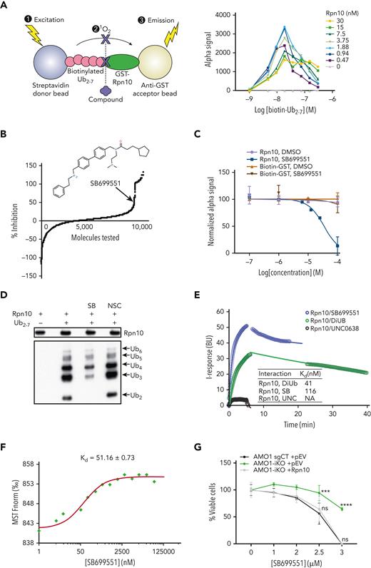 Biochemical characterization of a novel inhibitor of Rpn10, SB. (A) AlphaAssay screening for Rpn10 inhibitor (binder). Human recombinant Rpn10-GST and biotinylated Ub2-7 were used. (B) Percentage of inhibition of Rpn10-Ub2-7 binding by the 10 000 compounds screened. Internal figure: chemical structure of Rpn10 inhibitor (binder) candidate SB. (C) Dose response AlphaScreen assay of SB binding to Rpn10 or GST protein. (D) Recombinant human Rpn10 protein was incubated with control, SB (10μM), or NSC697923 (10μM) for 30 minutes at real time, then Ub2-7 was added and incubated for 1 hour at real time. The mixture was then immunoprecipitated with Rpn10 antibody and subjected to immunoblotting using antibodies against Rpn10 and poly-Ub. (E) Measurement of Kd of hRpn10 with SB by FEB assay. Ten micrometers of compound or DiUb was applied on a recombinant His-hRpn10–immobilized graphene chip separately. DiUb and compound UNC0638 were used as positive and negative controls, respectively. The Kd is calculated as a median average over the test points. Three independent experiments were performed. Real-time changes of the I-response are shown in circles and correspond to the 1:1 binding model shown as solid lines. (F) Measurement of Kd of hRpn10 with SB by MST assay. Kd was derived from the binding response as a function of the GFP-hRpn10 concentration. Error in Kd represents fitting errors. (G) After being cultured with Dox for 3 days, AMO1 sgRNA-CT cells, AMO1 Rpn10-iKO cells, and iKO with Rpn10 adding back cells were treated with SB at different concentrations for 24 hours, followed by the cell viability being measured by a CTG assay (mean ± SD, n = 3).