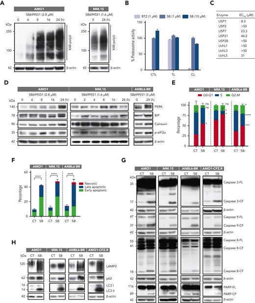 Mechanisms of SB-induced MM cell death. (A) AMO1 and MM.1S cells were treated with DMSO control or SB at the IC50 concentration for 24 hours; protein lysates were subjected to immunoblot analysis using anti-K48 polyubiquitin or anti–β-actin Abs. (B) MM.1S cells were treated with DMSO, SB, or bortezomib (BTZ) for 3 hours; protein lysates were analyzed for proteasome activities. The percentage of proteasome activity was normalized to a DMSO control (mean ± SD, n = 3). (C) Recombinant human proteins USP1, USP2, USP7, USP21, USP28, UchL1, UchL3, and UchL5 were incubated with SB for 30 minutes at 37°C and then analyzed for DUB activity (mean ± SD, n = 3). (D-H) Indicated cells were treated with DMSO or SB; protein lysates were then subjected to immunoblotting using ER stress-related antibodies against p-eIF2α, PERK, BiP, and calnexin (D); caspase-related antibodies against caspase-3, caspase-8, caspase-9, and PARP (G) (caspase-3/-9 (AMO1, MM.1S, ANBL6-BR) have same actin reprobe; PARP/caspase-9 (AMO1-CFZ.R) have same actin reprobe); and autophagy-related antibodies against LAMP2, p62, LC3, or β-actin (H); treated cells were subjected to cell cycle analysis (E) or apoptosis analysis (F). CL, caspase-like proteasome activity; CTL, chymotrypsin-like proteasome activity; TL, trypsin-like proteasome activity.