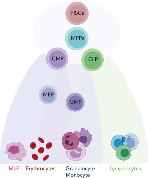 Schematic representation of hematopoiesis. In this reconciled model of HSC differentiation, HSCs and their downstream progenies, multipotent progenitor (MPP), common myeloid progenitor (CMP), and common lymphoid progenitor (CLP) cells are part of a continuum and do not represent discrete cell types. They gradually acquire lineage-specific transcriptomic states and differentiate into lineage-restricted cells. GMP, granulocyte-macrophage progenitor; MEP, megakaryocyte-erythroid progenitor; MkP, megakaryocyte progenitor.