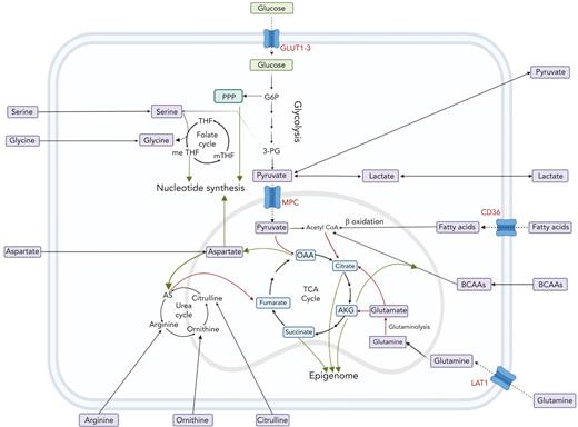 The interplay between amino acids, carbon substrates, and nonenergetic functions. Please note for simplicity, polyamine synthesis, mitochondrial folate cycle, and citrate export to cytoplasm for fatty acid synthesis via acetyl-CoA are omitted. Red lines denote reactions that add to central carbon oxidation; green lines denote lines that will divert from central carbon oxidation. 3-PG, 3-phosphoglyceric acid; AS, argininosuccinate; G6P, glucose 6-phosphate; m-THF, methyl-tetrahydrofolate; me THF, methenyl-tetrahydrofolate; OAA, oxaloacetate; THF, tetrahydrofolate.