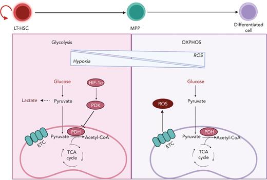 Transition from glycolysis to OXPHOS during HSC differentiation. HSCs are known to reside in a hypoxic BM niche and to rely on anaerobic glycolysis. Hypoxic conditions activate HIF-1α, which promotes the activation of PDK. PDK in turns prevents pyruvate entry to the TCA cycle by inhibiting PDH. HSC differentiation is associated with elevation of ROS owing to a metabolic switch toward OXPHOS and increased oxygen consumption. LT-HSC, long-term hematopoietic stem cell.