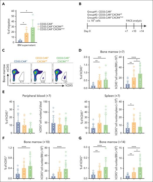 CXCR4-overexpressing CD33.CAR-CIKs have enhanced in vivo BM homing ability. Data are presented as individual values and the mean ± SD. (A) Percentage of migration of CXCR4-overexpressing CD33.CAR+-CIKs in response to mouse BM supernatant (n = 5 independent experiments using CAR-CIKs generated from 1 donor and supernatant samples from 5 different mice; ∗P = .027 using paired t test). (B) Scheme of CD33.CAR-CIKs homing model using NSG mice inoculated via tail vein injection with 107 CD33.CAR+-, CD33.CAR+-CXCR4wt–, or CD33.CAR+-CXCR4mut–CIKs. Mice were euthanized 7, 10, or 14 days after infusion, and hCD45+CD3+ T cells were enumerated in the BM, PB, and spleen via flow cytometry. (C) Representative flow cytometry plots of hCD45+ cell engraftment within mice BM at 7 days after infusion. (D-E) Summary of the percentages and absolute numbers of hCD45+ in (D) the BM, and (E) the PB and spleen of mice at 7 days after infusion (n = 12 mice in the CD33.CAR+- and CD33.CAR+-CXCR4mut–CIKs groups, n = 11 mice in the CD33.CAR+-CXCR4wt–CIKs group. Three independent experiments using CAR-CIKs generated from 3 different donors. For percentage of hCD45+ in the BM: ∗∗∗P = .0006 and ∗∗P = .0038. For the absolute number of hCD45+ in the BM: ∗∗∗∗P < .0001, ∗∗P = .0035, and ∗P = .0369. For the absolute number of hCD45+ in the spleen: ∗P = .0393. A mixed-effect model was used). (F-G) Summary of the percentages and absolute numbers of hCD45+ in the BM of mice euthanized 10 days (F) or 14 days (G) after infusion (n = 12 mice in the CD33.CAR+-CIKs group, n = 10 mice in the CD33.CAR+-CXCR4wt–CIKs group, and n = 13 mice in the CD33.CAR+-CXCR4mut–CIKs group for experiments at 10 days; ∗∗∗∗P < .0001. n = 11 mice in the CD33.CAR+-CIKs group, n = 8 mice in the CD33.CAR+CXCR4wt-CIKs group, and n = 10 mice in the CD33.CAR+-CXCR4mut–CIKs group for experiments at 14 days; ∗∗∗∗P < .0001, ∗∗P = .0029, and ∗P = .0425. Three independent experiments using CAR-CIKs generated from 3 different donors. A mixed-effect model was used).