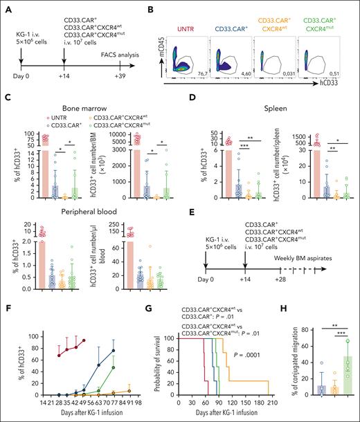CXCR4wt-overexpressing CD33.CAR-CIKs have superior antileukemic activity against KG-1 cells in the BM. Data are shown as mean values ± SD. (A) Scheme of the AML model using NSG mice inoculated, via tail vein injection, with 5 × 106 KG-1 cells and 14 days later with CD33.CAR+-, CD33.CAR+-CXCR4wt–, or CD33.CAR+-CXCR4mut–CIKs (107 cells per mouse). Mice were euthanized 25 days after CD33.CAR-CIKs infusion and hCD45+CD33+ leukemia cells were enumerated in the BM, PB, and spleen via flow cytometry. (B) Representative flow cytometry plots of hCD33+ cell engraftment in the BM of mice untreated (UNTR) or treated. (C-D) Summary of the percentages and absolute numbers of hCD33+ in (C) the BM (for percentage: ∗P = .0106 for CD33.CAR+- vs CD33.CAR+-CXCR4wt–CIKs; and ∗P = .0336 for CD33.CAR+-CXCR4wt– vs CD33.CAR+-CXCR4mut–CIKs; for absolute number: ∗P = .0156 for CD33.CAR+- vs CD33.CAR+-CXCR4wt–CIKs; and ∗P = .0418 for CD33.CAR+-CXCR4wt– vs CD33.CAR+-CXCR4mut–CIKs, using a mixed-effect model), and (D) the spleen and PB (for percentage in the spleen: ∗∗∗P = .0003 and ∗∗P = .0086; for absolute number in the spleen: ∗∗P = .00107 and ∗P = .033, using a mixed-effect model), of mice at 25 days (n = 11 mice per group. Three independent experiments using CAR-CIKs generated from 3 different donors). (E) In a second experimental setting, using the same model shown in panel B, femoral BM aspiration was performed on mice starting from day 14 after CD33.CAR-CIK injection until survival, and percentage of hCD33+ leukemia cells in the BM was analyzed via flow cytometry. (F) Summary of percentage of hCD33+ cells in the BM, n = 4 mice per group from 4 independent experiments using CAR-CIKs generated from 4 different donors. (G) Kaplan-Meier survival curves of the same mice in panel F. Comparisons of survival curves were determined using log-rank test. (H) Percentage of residual migration of conjugates formed by CD33.CAR+-, CD33.CAR+-CXCR4wt–, or CD33.CAR+-CXCR4mut–CIKs with CD33+ KG-1 (stable conjugates) relative to CD33− KG-1 cells (control). The conjugates were allowed to migrate toward CXCL12 in a transwell filter allowing the migration of single cells only (n = 7 independent experiments using CAR-CIKs generated from 7 different donors; ∗∗∗P = .0006 and ∗∗P = .00101, using t test).