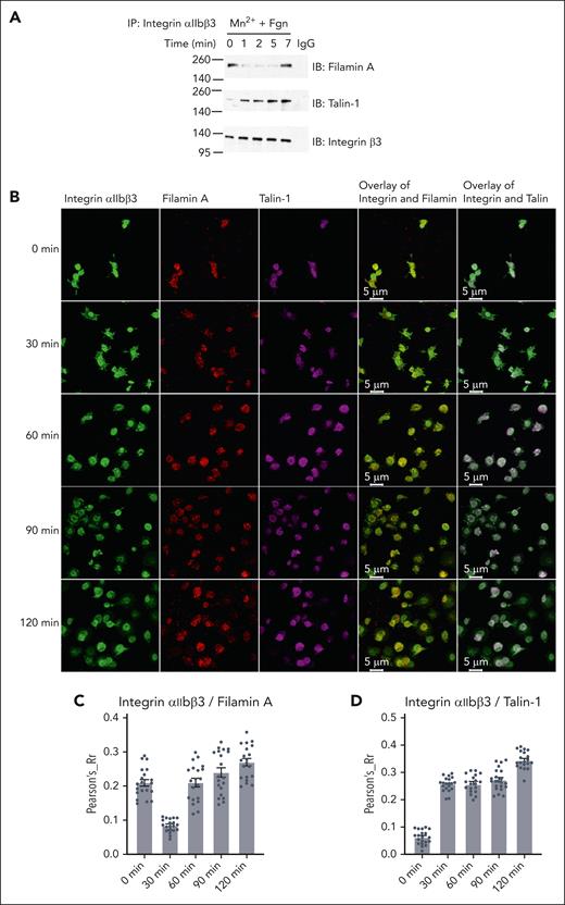 Filamin A binds to activated integrin αIIbβ3 in stimulated human platelets. (A) Washed human platelets were stimulated with 0.5 mM Mn2+ and stirred in the presence of 25 μg/mL fibrinogen in suspension and lysed at indicated time points. Platelet lysates were immunoprecipitated with antibodies against integrin αIIbβ3 and then immunoblotted with antibodies against filamin A, talin-1, and integrin β3, respectively. (B) Representative confocal microscopic images colocalizing integrin αIIbβ3 with filamin A or talin-1 in human platelets spread on fibrinogen at the indicated time points. Experiments were repeated independently at least 3 times with similar results. Colocalization of integrin αIIbβ3 with filamin A (C) or talin-1 (D) was quantified using Pearson correlation coefficient calculation, using National Institutes of Health Image J JACoP plug-in57 with Costes automatic threshold. Twenty images from each time point were analyzed. A representative result from 2 independent experiments.
