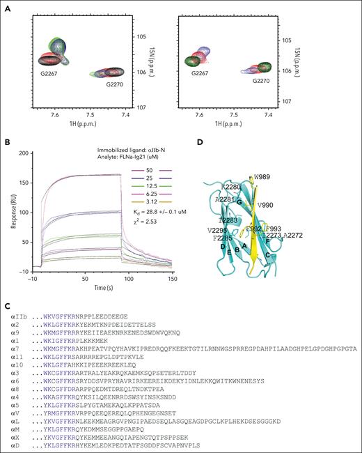 FLNa-Ig21 strongly binds to activated integrin αIIb CT that displays an open conformation. (A) (left) Selected region of HSQC of 0.1 mM 15N-labeled FLNa-Ig21 in the absence (black) and presence (red) of 0.2 mM αIIb CT, (blue) 0.2 mM αIIb-N, or (green) 0.2 mM αIIb CT DDE to KKK mutant; (right) selected region of HSQC of 0.1 mM 15N-labeled FLNa-Ig21 in 0% PIP2 vesicle (black), 0% PIP2 with 0.2 mM αIIb CT (red), 20% PIP2 to mimic locally enriched PIP2 (green), or 20% PIP2 with 0.2 mM αIIb CT (blue). (B) Representative real-time surface plasmon resonance sensorgrams of the binding between αIIb-N and FLNa-Ig21 (n = 2). The real-time binding curves (colored) were fitted (gray fitting curves) using a global fitting algorithm for a 1:1 binding model, resulting in the KD ∼28 uM. (C) Sequence alignment of α CTs of human integrins. Highly conserved residues are in blue. (D) The X-ray crystal structure of FLNa-Ig21-αIIb CT chimeric protein. β-strands are labeled from A to G based on the canonical immunoglobulin topology. FLNa-Ig21 is colored in cyan, and αIIb CT, in yellow, showing that αIIb CT N–terminus adopts the β-strand to bind the CD groove of FLNa-Ig21. Interface side chains are displayed and labeled.