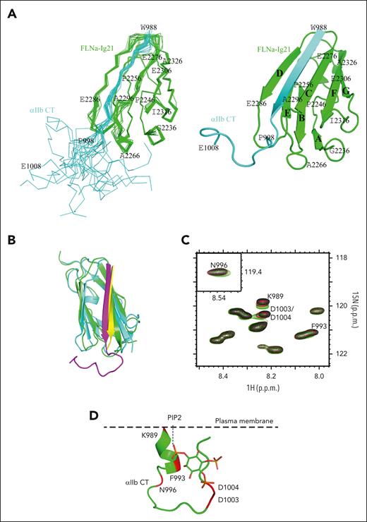 NMR structure of FLNa-Ig21 bound to αIIb CT in PIP2-enriched integrin-activating membrane environment. (A) (left) Superposition of 20 calculated complex structures of αIIb CT (cyan) and FLNa-Ig21 (green) with the lowest energies, showing a well-defined structure; (right) corresponding cartoon representation of the structure with the lowest energy. β-strands are labeled from A to G based on the canonical immunoglobulin topology. (B) Overlay of NMR solution structure of αIIb CT (magenta) in complex with FLNa-21 (green) and crystal structure of αIIb CT (yellow)–FLNa-21 (cyan) chimera, showing the structures are very similar (backbone root mean square deviation is 1.6 Å). (C) Selected region of HSQC of 0.05 mM 15N-labeled αIIb CT in the absence (black) and the presence of 0.25 mM (red) and 0.5 mM (green) IP3. IP3 significantly perturbed chemical shifts of N-terminal K989, F993, N996, and C-terminal D1003/D1004 of αIIb CT, consistent with an equilibrium shift from closed to an open conformation. (D) A model illustrating how negatively charged PIP2 embedded on the plasma membrane may open the closed conformation by interacting with the positively charged N–terminus while sterically and electrostatically repelling the negatively charged C–terminus. αIIb CT structure is modified from PDB 2MTP.
