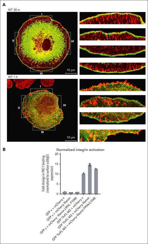 Cellular location of filamin and its regulation on integrin-ECM ligand binding and wound healing. (A) Filamin localizes to nascent FAs upon integrin activation. Merged confocal sections of EGFP (enhanced green fluorescent protein)-filamin WT were fixed after plating on FN-coated glass for 30 minutes or 1 hour. Four randomly selected regions (dotted boxes labeled I-IV, left panel) were enlarged (right) to show the colocalization at the cell cortex. The enlarged boxes on the right correspond as from I to IV from top to bottom, respectively. Note that the resolving power of a confocal microscope is, on average, from 100 to 200 nm laterally (x-y–axes), and 500 nm axially (z-axis). Given that α/β CTs are separated by >100Å61 and that extended forms of both filamin26 and talin63 are >100 nm, filamin (bound to α CT) and vinculin (bound to talin-β CT) can be easily separated beyond the resolving power of a confocal microscope. Scale, 10 μm; green, EGFP-filamin; red, vinculin. Green fluorescent protein–expressing cells were considered filamin-transfected and therefore selected for imaging. See supplemental Figure 4 for individual stains. (B) Filamin promotes active talin-triggered integrin activation. Bar graph generated from flow cytometry data using PAC-1 antibody to analyze the level of activated integrins on cells transfected with indicated vectors. Data are averages ± SEM for 3 independent experiments.