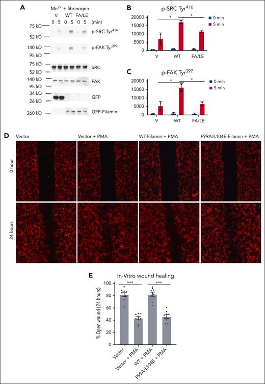 Actin-binding defective mutation in filamin A impairs integrin outside-in signaling. (A) Analysis of αIIbβ3 outside-in signaling in HEL cells transfected with EGFP vector (V), EGFP-filamin (WT), and EGFP-filamin F99A/L104E (FA/LE) and simulated with 0.5 mM Mn2+ in the presence of 25 μg/mL fibrinogen in suspension. At indicated time points, HEL cells were lysed and analyzed using western blotting, with antibodies recognizing phosphorylated Src Tyr416, phosphorylated FAK Tyr397, Src, FAK, and GFP. Band intensity of phosphorylated Src (B) and phosphorylated FAK (C) was quantified using imageJ. Data are averages ± SEM for 2 independent experiments. ∗P < .05. (D) Regulation of cell migration by filamin. Representative images of HEK293T cells transfected with pmCherry, pmCherry-WT-Filamin, pmCherry-F99A/L104E-Filamin respectively at time 0 and 24 hours after a scratch was introduced in the monolayer with a 20 μl pipette tip. (E) The average area of the open wound of the indicated conditions at 24 hours after a scratch was introduced. The area was shown as the percentage of wound area at time 0. Data are averages ± SEM for 6 independent experiments. ∗∗∗P < .001. FAK, focal adhesion kinase; HEL, human erythroleukemia cell; Src, proto-oncogene tyrosine kinase.