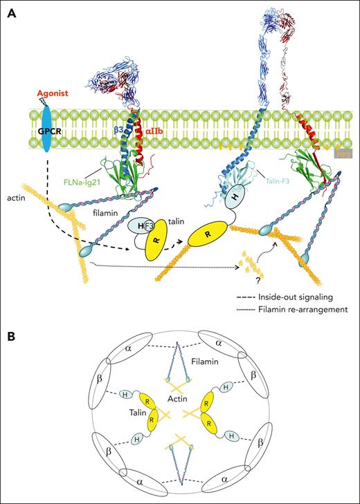 Diagrammatic illustrations of spatiotemporal regulation of integrin signaling by filamin. (A) At the resting state, integrin is stabilized by filamin that forms a ternary complex with both integrin α and β CTs.29 Agonist stimulation triggers a cascade of cellular signals that lead to the recruitment/activation of talin to bind integrin. The activation of talin is mediated by PIP2 that is generated by PIPKIγ recruited by talin (not drawn; see the text). The talin-activating PIP2 also opens up the closed conformation of α CT (Figure 4D), which drastically enhances its binding to filamin accompanied by a major conformational change of the N-terminal of α CT from α-helix to β-strand. Note the dramatic change of the integrin cytoplasmic face where filamin initially links α/β CTs of inactive integrin with actin but is dissociated by talin (bound to β CT and actin) and then strongly reassociated with α CT of active integrin and actin to promote the outside-in signaling. The question mark indicates the complex actin cytoskeleton reassembly process as regulated by the spatial rearrangement of filamin. Note that in addition to filamin and talin drawn in this diagram, many molecules23 including other integrin CT binding proteins68 may be involved in mediating the outside-in signaling in a spatiotemporal manner, which remains to be investigated. Structures displayed in the diagram were modified from FLNa-Ig21/αIIb (7SC4) and protein data bank--integrin αVβ3 ectodomain (1JV2) and αIIbβ3 TMCT (2KNC), talin (2H7E), FLNa-Ig21/αIIb CT/β3 CT (2MTP). (B) Clustering of activated integrins as mediated by the dimerization of talin and filamin. Note that clustering may be also mediated by additional regulators, such as kindlin and paxillin.24